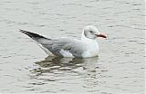 Gray-hooded Gullborder=